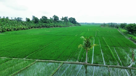 Sawah 